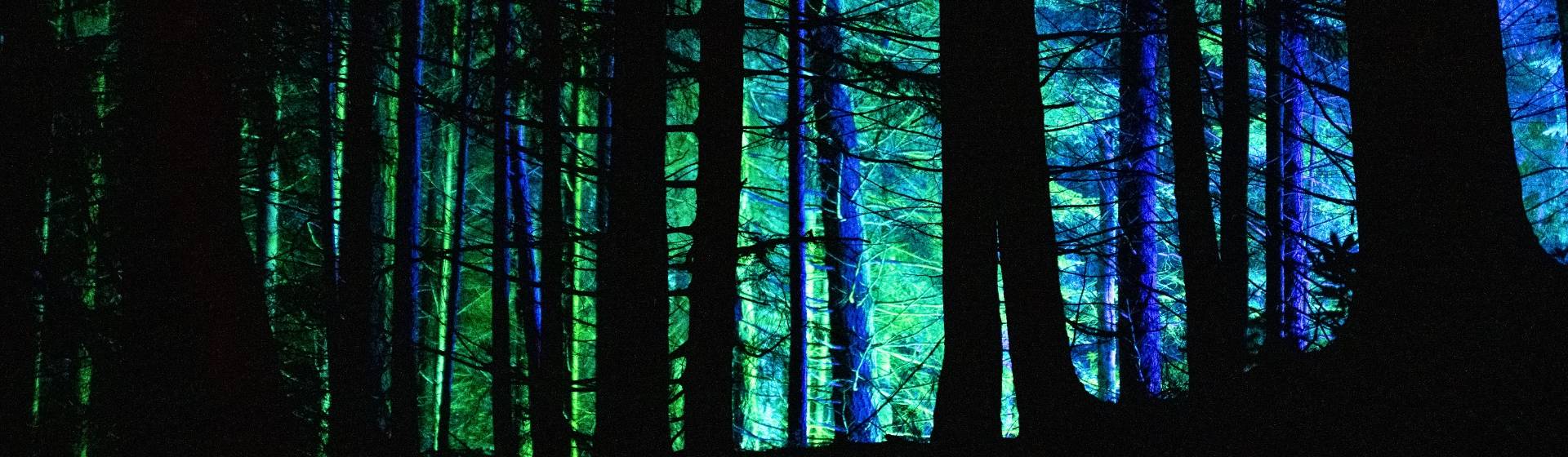 Enchanted Forest of Pitlochry