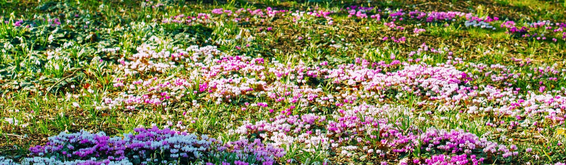 Glorious Gardens of Surrey & Sussex