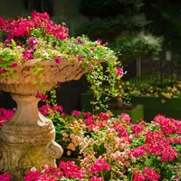 Blossoms & Blooms in Surrey & Sussex