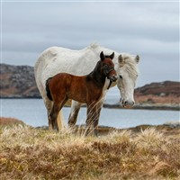 Springtime in the Outer Hebrides